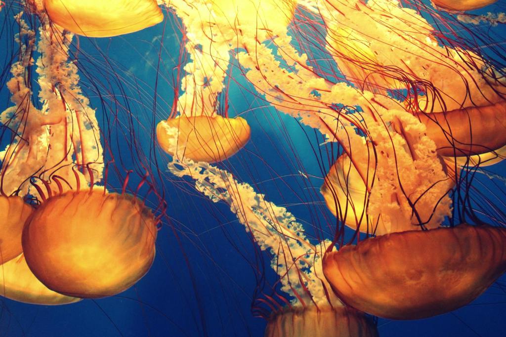 Jellyfish… The true underdog of the&nbsp;sea!