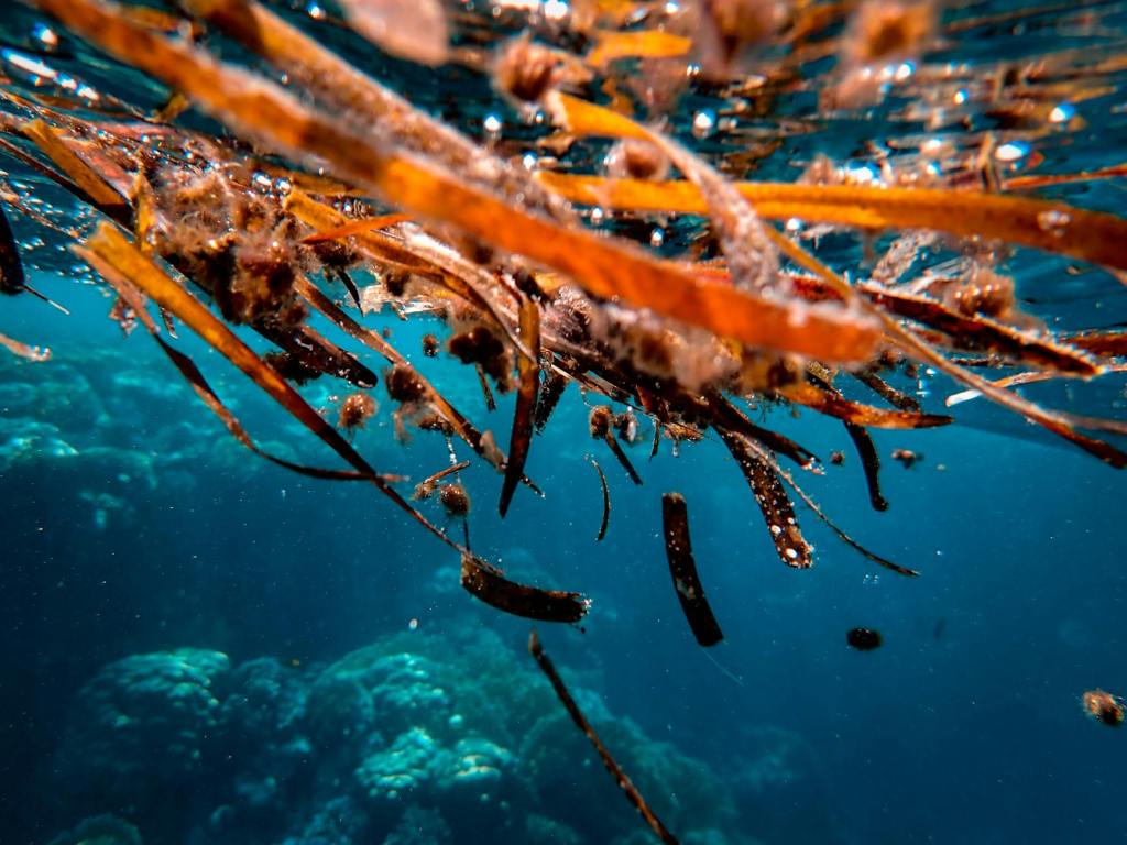 Could Seaweed be the Answer to Food&nbsp;Insecurity?