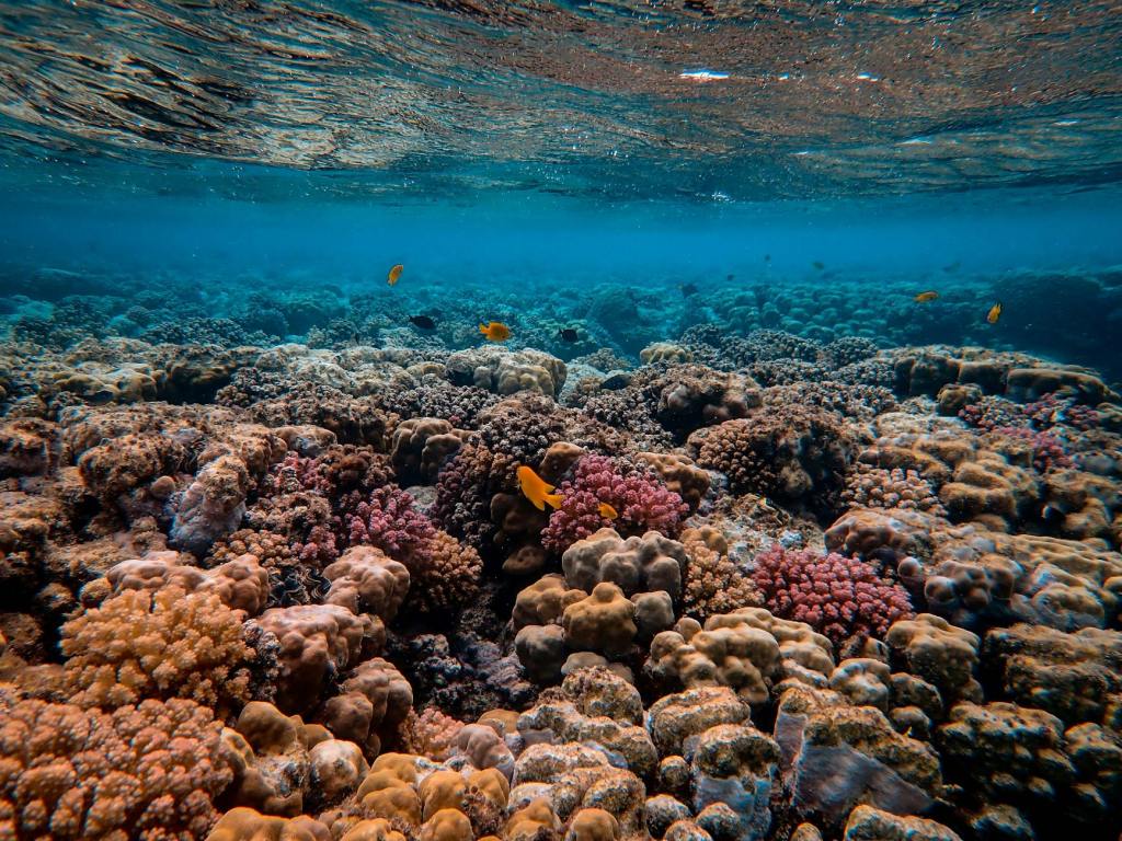 Saving coral reefs