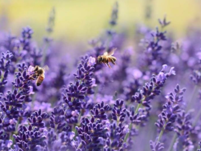 Yes Sir, Bees can&nbsp;Boogie.