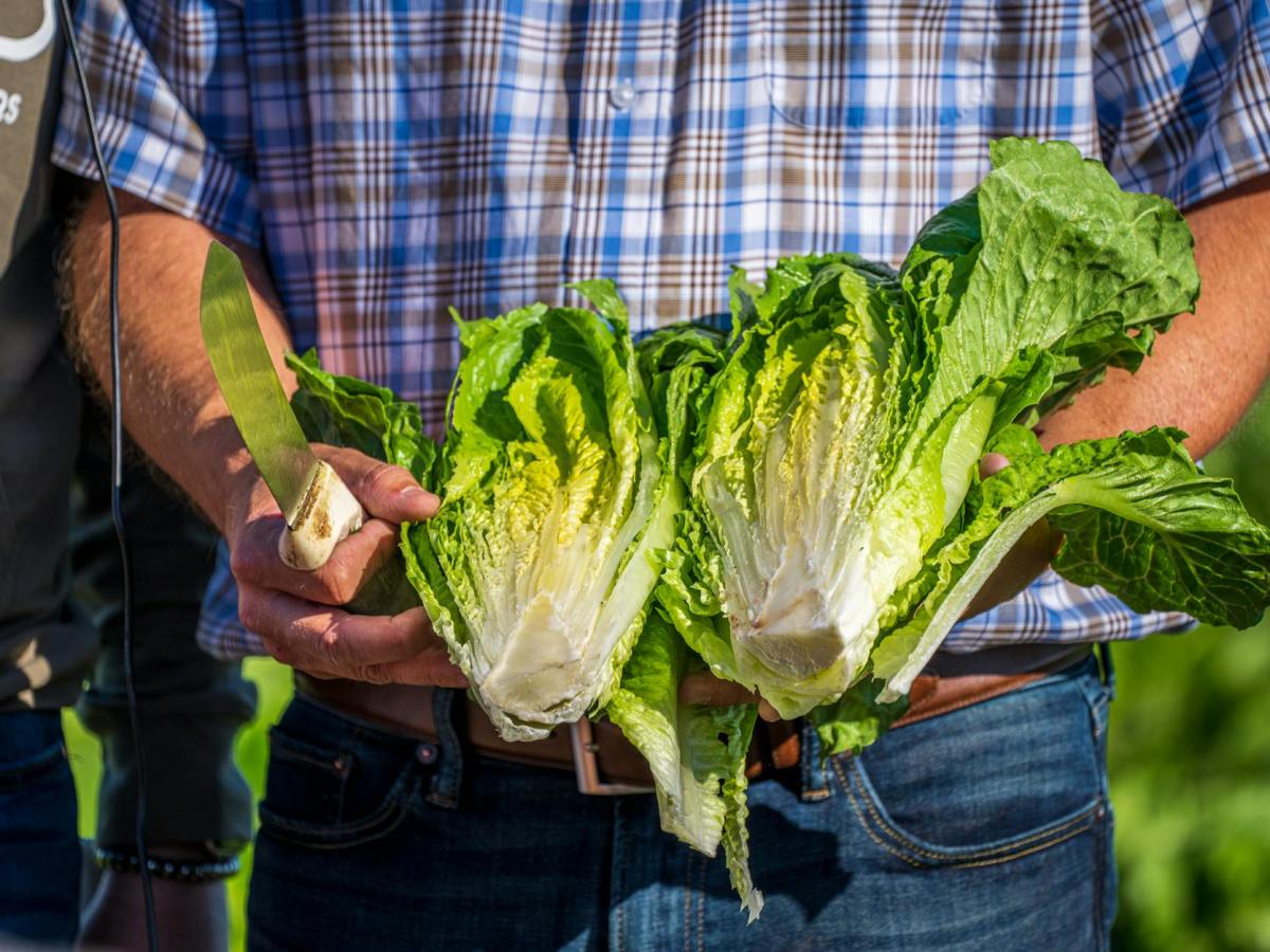 Romaine calm and fight cancer: How those leafy greens could help fight off and prevent tumours, from the bottom&nbsp;up